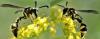 Eumenes sp.